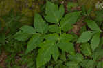 Eastern waterleaf